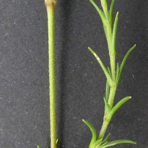  - Cerastium arvense subsp. suffruticosum (L.) Ces. [1844]