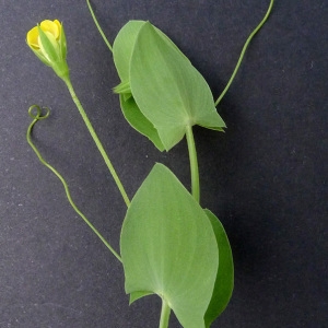 Photographie n°76914 du taxon Lathyrus aphaca L. [1753]