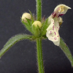 Photographie n°76922 du taxon Stachys recta L. [1767]