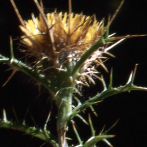 Photographie n°76925 du taxon Carlina corymbosa L. [1753]