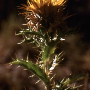 Photographie n°76927 du taxon Carlina corymbosa L. [1753]