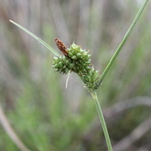  - Carex extensa Gooden.