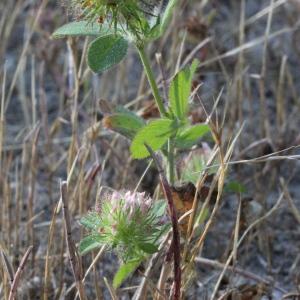 Photographie n°76939 du taxon Trifolium lappaceum L.