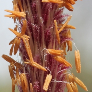 Imperata cylindrica (L.) Räusch. (Impérata cylindrique)