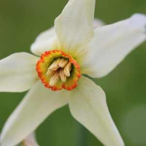 Photographie n°76951 du taxon Narcissus poeticus L.