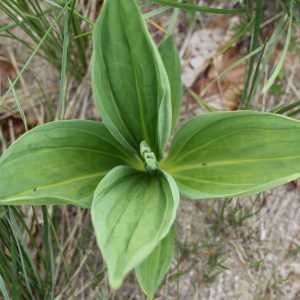 Photographie n°76957 du taxon Gentiana lutea L.