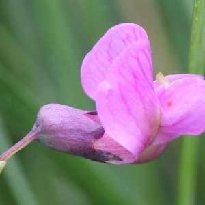 Menkenia tuberosus (L.) Bubani (Gesse à feuilles de lin)