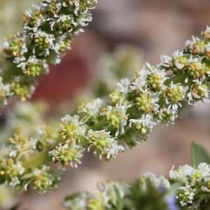 Reseda pygmaea Scheele (Astérocarpe)