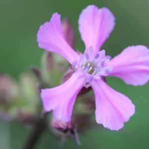 Photographie n°76968 du taxon Silene viscaria (L.) Borkh. [1793]