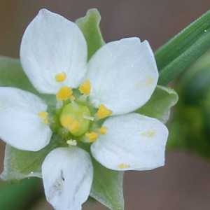 Spergularia arvensis (L.) Cambess. (Spargoute des champs)