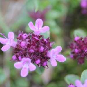 Photographie n°76972 du taxon Thymus serpyllum L. [1753]