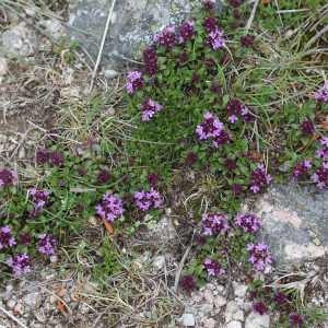 Photographie n°76973 du taxon Thymus serpyllum L. [1753]