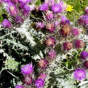 Photographie n°76986 du taxon Carduus carlinoides subsp. carlinoides