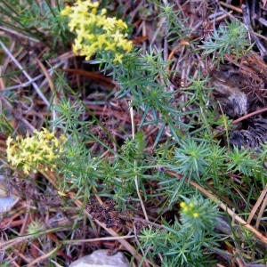 Photographie n°76988 du taxon Galium verum L. [1753]