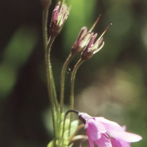 Primula matthioli (L.) J.A.Richt. (Cortuse de Matthioli)