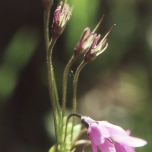 Cortusa matthioli L. (Cortuse de Matthioli)