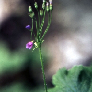 Photographie n°77003 du taxon Cortusa matthioli L. [1753]