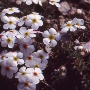 Photographie n°77010 du taxon Androsace villosa L. [1753]