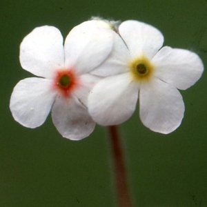 Androsace penicillata Schott, Nyman & Kotschy (Androsace velue)