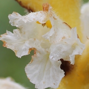 Orobanche lutea var. concreta (Beck) P.Fourn. (Orobanche rouge)