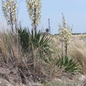 Photographie n°77027 du taxon Yucca gloriosa L.