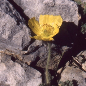Photographie n°77029 du taxon Papaver alpinum subsp. rhaeticum sensu Kerguélen [1993]