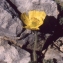  Liliane Roubaudi - Papaver alpinum subsp. rhaeticum sensu Kerguélen [1993]
