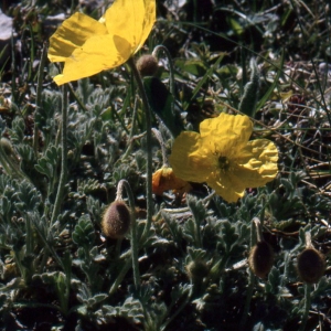 Photographie n°77030 du taxon Papaver alpinum subsp. rhaeticum sensu Kerguélen [1993]