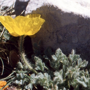 Photographie n°77031 du taxon Papaver alpinum subsp. rhaeticum sensu Kerguélen [1993]