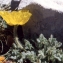  Liliane Roubaudi - Papaver alpinum subsp. rhaeticum sensu Kerguélen [1993]