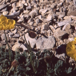 Photographie n°77032 du taxon Papaver alpinum subsp. rhaeticum sensu Kerguélen [1993]