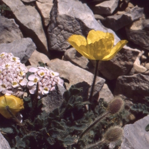 Photographie n°77033 du taxon Papaver alpinum subsp. rhaeticum sensu Kerguélen [1993]
