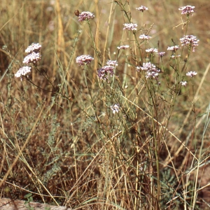 Photographie n°77043 du taxon Iberis intermedia Guers. [1803]