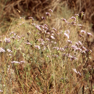 Photographie n°77049 du taxon Iberis intermedia Guers. [1803]