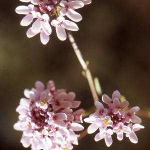 Iberis linifolia sensu P.Silva (Ibéris intermédiaire)