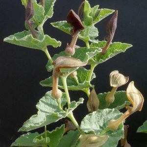 Aristolochia polyrrhiza Bubani (Aristoloche pistoloche)