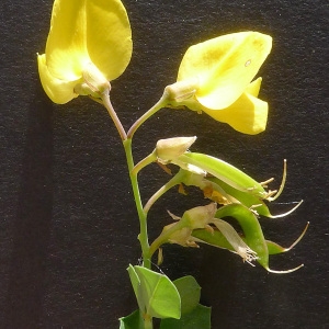 Photographie n°77061 du taxon Cytisophyllum sessilifolium (L.) O.Lang [1843]