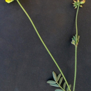 Photographie n°77064 du taxon Hippocrepis scorpioides Benth. [1826]