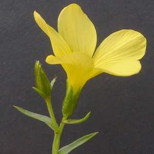 Photographie n°77068 du taxon Linum campanulatum L.