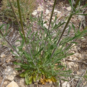 Photographie n°77080 du taxon Silene otites (L.) Wibel [1799]