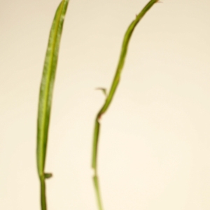 Photographie n°77081 du taxon Genistella sagittalis (L.) Gams [1923]