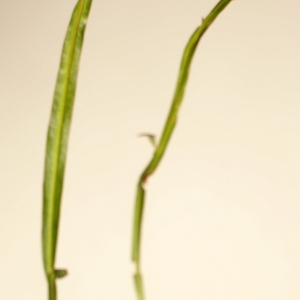 Photographie n°77082 du taxon Genistella sagittalis (L.) Gams [1923]