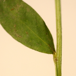 Photographie n°77083 du taxon Genistella sagittalis (L.) Gams [1923]