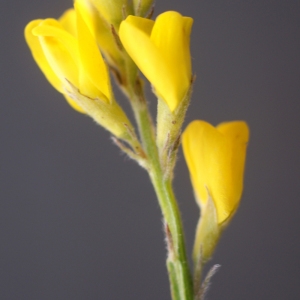 Photographie n°77086 du taxon Genistella sagittalis (L.) Gams [1923]