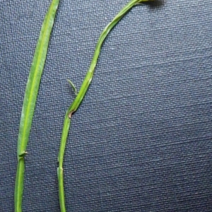 Photographie n°77089 du taxon Genistella sagittalis (L.) Gams [1923]
