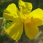  Liliane Roubaudi - Helianthemum nummularium (L.) Mill. [1768]