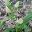  Liliane Roubaudi - Cephalanthera damasonium (Mill.) Druce [1906]