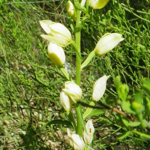 Serapias lonchophylla L.f. (Céphalanthère blanchâtre)