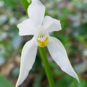 Cephalanthera angustifolia Simonk. (Céphalanthère à feuilles en épée)