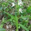  Liliane Roubaudi - Cephalanthera longifolia (L.) Fritsch [1888]